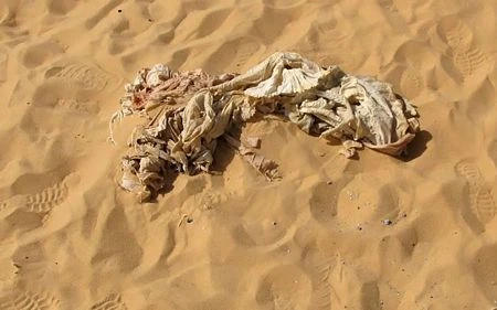 Tìm thấy chiến đấu cơ Thế chiến II trên sa mạc Sahara sau 70 năm ảnh 6
