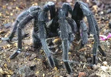 Có nên chơi nhện độc tarantula? ảnh 1