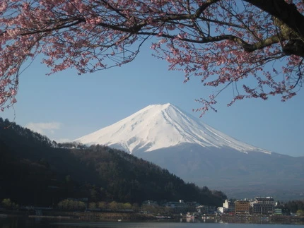 Ngắm hoa anh đào dưới chân Phú Sĩ ảnh 8