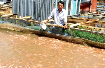 “Đại gia” làng cá bè Mỹ Tho ảnh 4