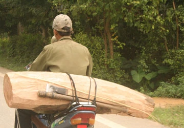 “Thông quan” gỗ lậu ảnh 3 “Thông quan” gỗ lậu ảnh 3