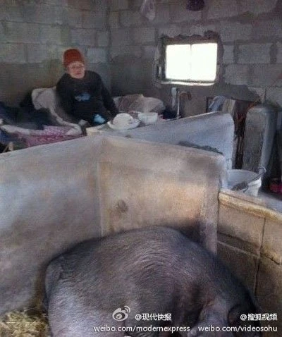 8 người con để mẹ già sống trong chuồng lợn ảnh 1