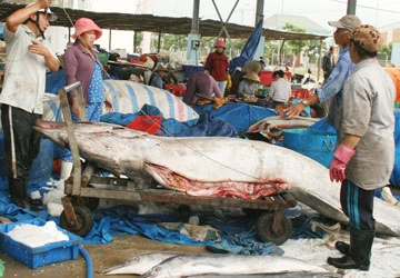 “Chợ phiên” đặc biệt ở biển Đông ảnh 3