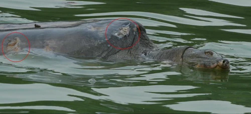 Cụ rùa hồ Gươm bị thương ảnh 1