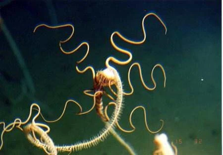 “Thống kê sự sống đại dương” ảnh 16 “Thống kê sự sống đại dương” ảnh 16