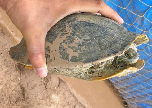 Đổ xô phóng sinh rùa tai đỏ độc hại ảnh 1