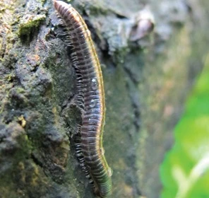 Hít cuốn chiếu cai rượu: coi chừng... bó chiếu ảnh 1