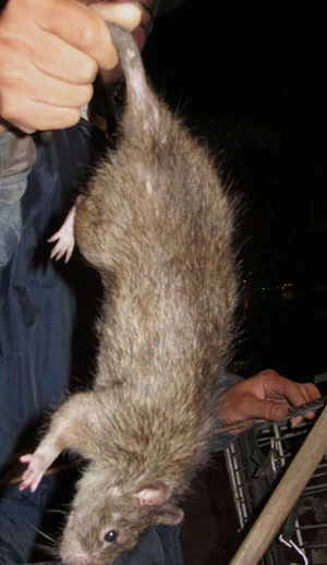 Rùng mình "mốt" nhậu... chuột cống ảnh 1