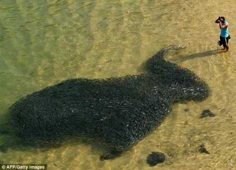 Sợ sóng thần, cá bơi vào đen đặc bờ biển ảnh 1