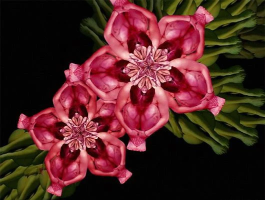 Hoa ghép từ cơ thể của những cô gái khỏa thân ảnh 3