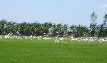 Cò xuất hiện rợp trời ở Sóc Trăng ảnh 1