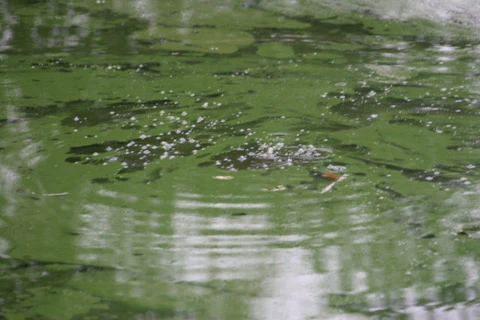 Cụ rùa Hồ Gươm lần thứ 3 nổi "khai xuân" Canh Dần ảnh 5