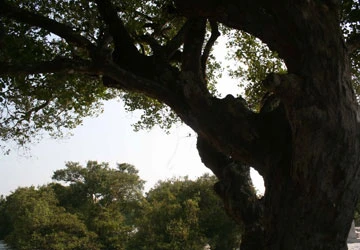 Làng ca trù cổ ở Quảng Bình ảnh 1