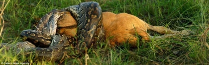 Xem trăn châu Phi nuốt chửng linh dương ảnh 6