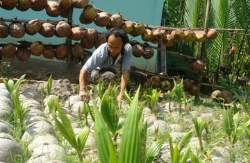 Làm giàu bằng trái dừa sáp ảnh 1
