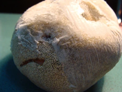 Công dụng kỳ diệu của củ nấm đắt bằng cục vàng- Kỳ 2: Chữa ung thư? ảnh 4