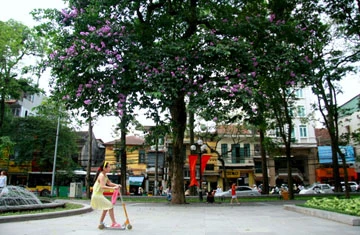 Bằng lăng tím vẫy gọi hè ảnh 1