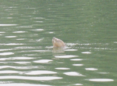 Rùa mai mềm chết ở hồ Hoàn Kiếm không cùng loài với “Cụ Rùa“ ảnh 1 Rùa mai mềm chết ở hồ Hoàn Kiếm không cùng loài với “Cụ Rùa“ ảnh 1