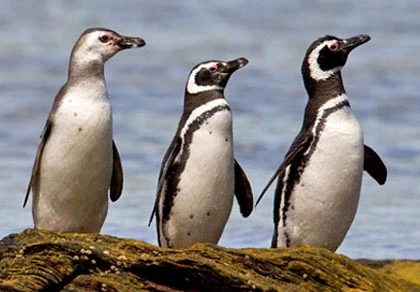 Chim cánh cụt chết hàng loạt tại Brazil ảnh 1