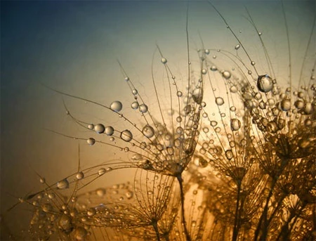 Ấn tượng về sự tinh khiết qua bộ ảnh chụp sương sớm ảnh 10