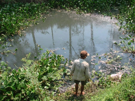 Gần 3.000 con vịt chết nghi do uống nước ô nhiễm ảnh 1