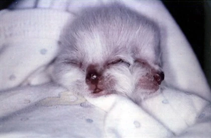 Lợn con hai đầu chào đời ở Trung Quốc ảnh 2