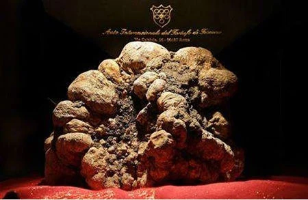 Bữa ăn có giá “trên trời” ảnh 10