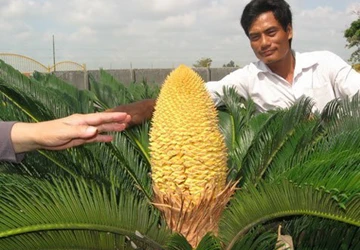 Đua nhau xem cây vạn tuế nở hoa ảnh 1