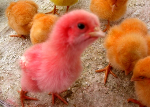 Nguy cơ độc hại từ gà con nhuộm đủ màu sắc ảnh 3 Nguy cơ độc hại từ gà con nhuộm đủ màu sắc ảnh 3