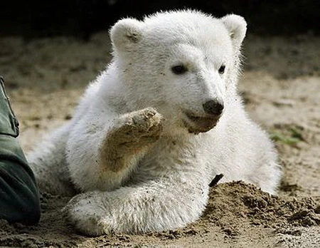 Gấu Knut chết vì áp lực nổi tiếng? ảnh 4