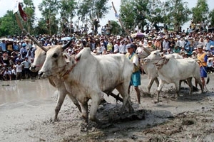 Mỗi lần đua là hai đội với bốn chú bò được huấn luyện kỹ.