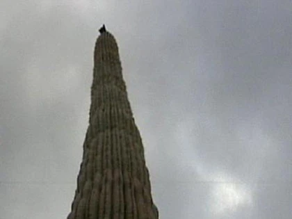 Mèo "tuyệt thực" trên ngọn xương rồng ảnh 2