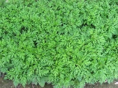 Ngải cứu, một vị thuốc được hái nhiều trong ngày 5/5 âm lịch. (Ảnh: Khánh Hiền)