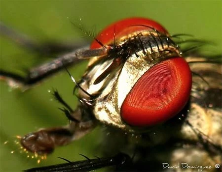 Nghệ thuật marco (cận cảnh) cho người xem quan sát những chi tiết mà kiểu chụp ảnh thông thường không lột tả hết được. Ảnh: David Dominguez.