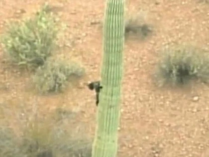 Mèo "tuyệt thực" trên ngọn xương rồng ảnh 5