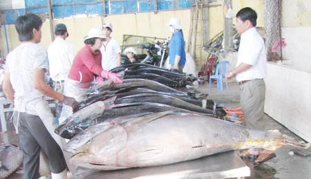 Phú Yên - tết trúng cá ngừ ảnh 3