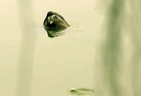 Cận cảnh cụ Rùa nổi trên hồ Gươm ảnh 10 Cận cảnh cụ Rùa nổi trên hồ Gươm ảnh 10