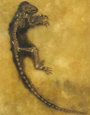 Những phát hiện khảo cổ lớn nhất năm 2009 ảnh 7