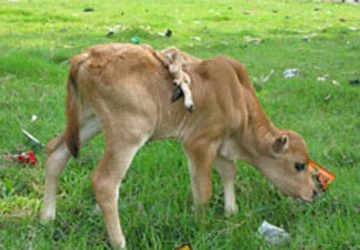 Bò hai đuôi, sáu chân ảnh 1 Bò hai đuôi, sáu chân ảnh 1