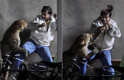 Báo lạc vào khu dân cư tấn công người ảnh 1 Báo lạc vào khu dân cư tấn công người ảnh 1