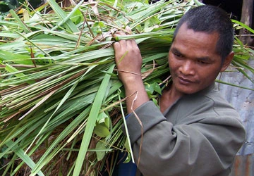 Người cha của 32 người điên ảnh 3