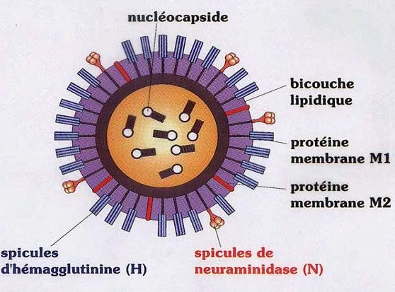 Mô hình cấu tạo virus cúm Mô hình cấu tạo virus cúm