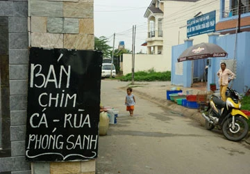 TP.HCM: Gom rùa tai đỏ tiêu hủy ảnh 2