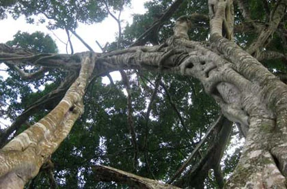 Ngắm cây sanh "có 1 không 2" hàng chục tỷ ảnh 5