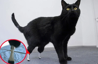 Những chuyện lý thú về mèo ảnh 3