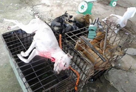 Tự chế thuốc mê, súng bắn điện để... "săn" chó ảnh 2