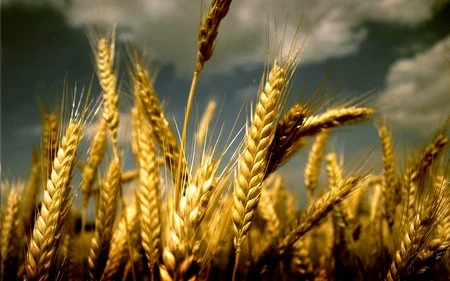 Mang thiên nhiên lên màn hình máy tính với bộ sưu tập hình nền tuyệt đẹp ảnh 16