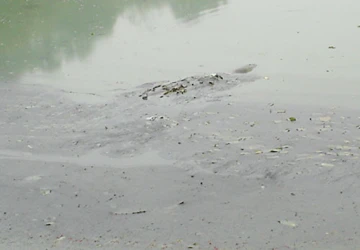 Cụ Rùa nổi liên tiếp do lượng tảo độc quá lớn? ảnh 1