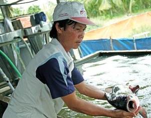 Cứu tinh của cá hiếm ảnh 1