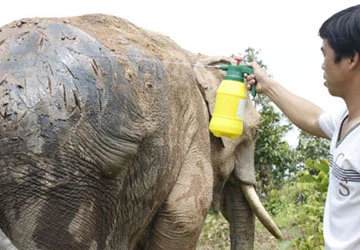 Nước mắt voi rừng - Kỳ 3: Săn đuổi tận cùng ảnh 1